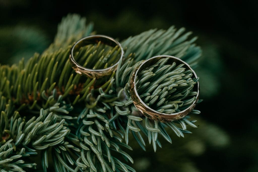 Wedding bands photographed while hung on an evergreen tree